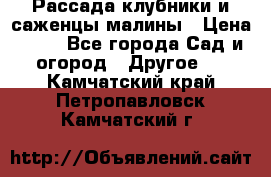 Рассада клубники и саженцы малины › Цена ­ 10 - Все города Сад и огород » Другое   . Камчатский край,Петропавловск-Камчатский г.